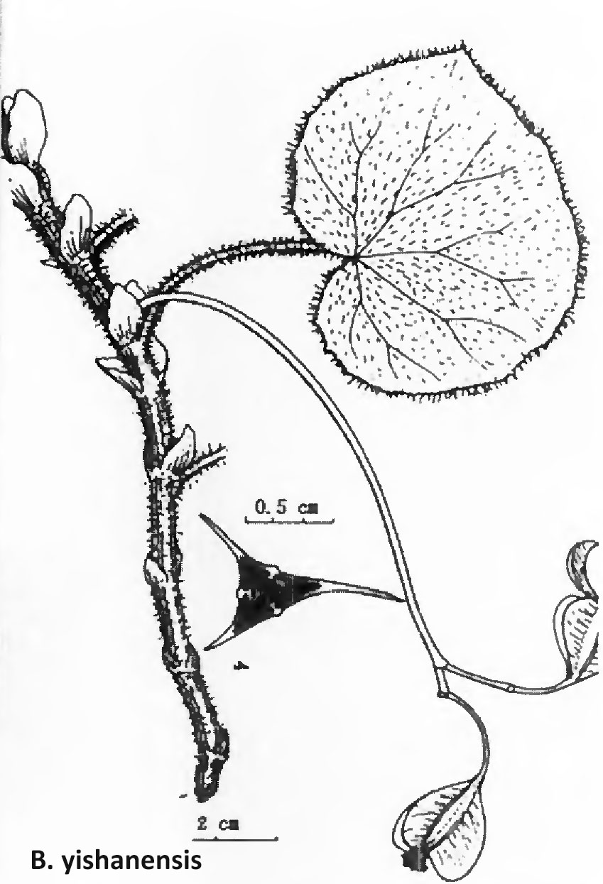 B. yishanensis
